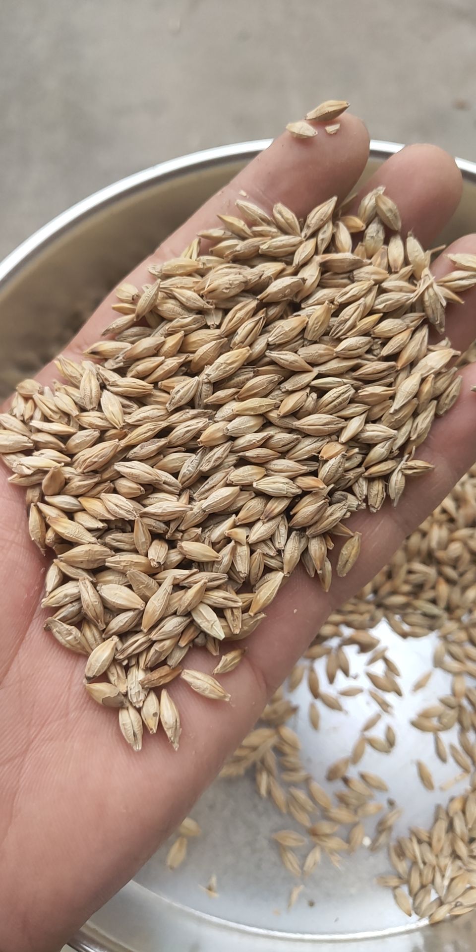 皮大麦 优质大麦