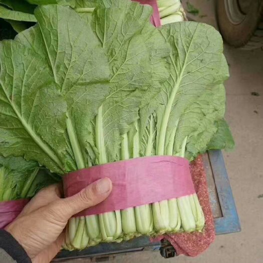 邯郸小白菜等各种叶菜一年四季都大量