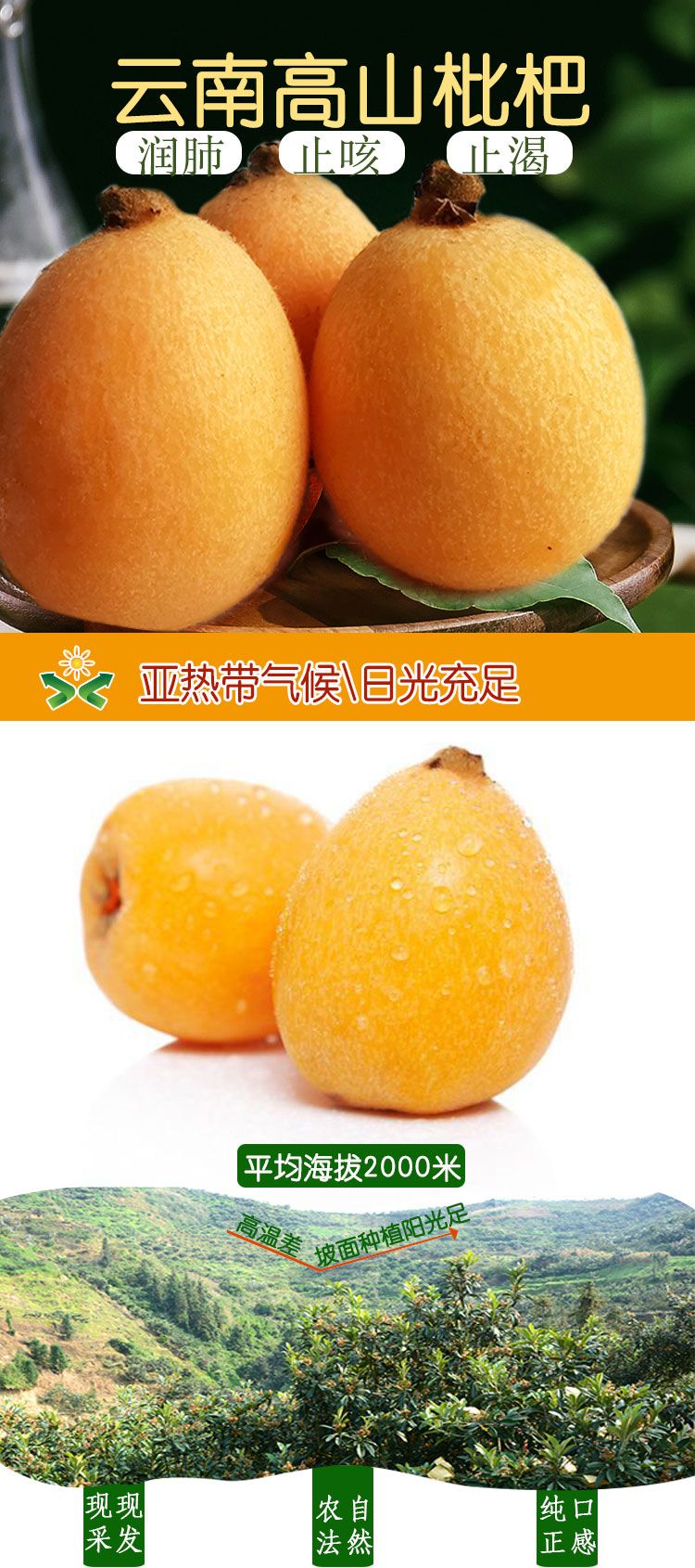 长虹枇杷  云南大五星枇杷自有果园代发大货