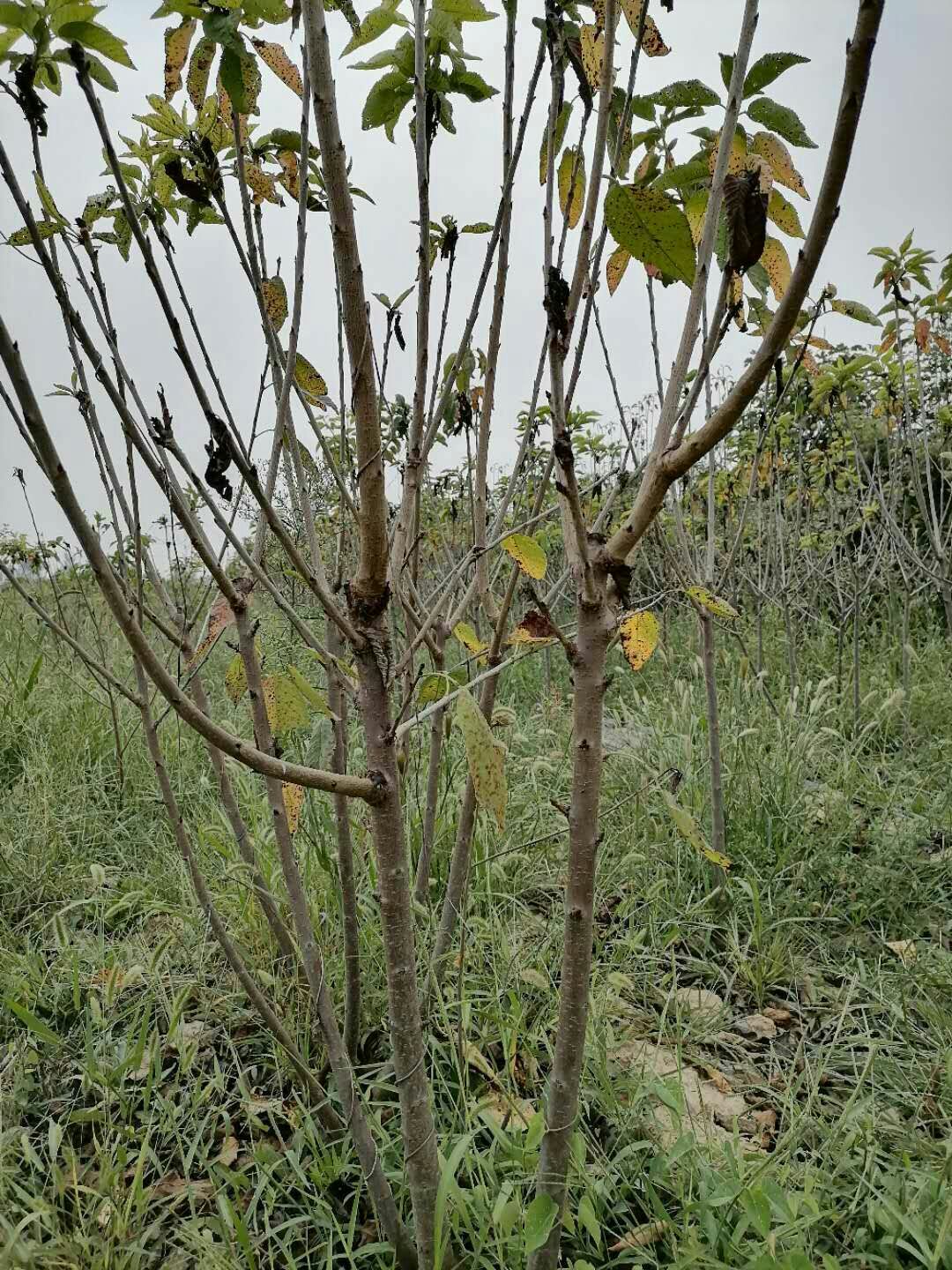 吉塞拉樱桃苗 吉塞拉六号樱桃苗，二年生苗美早，萨米托，俄八，芽苗奇早鲁樱3