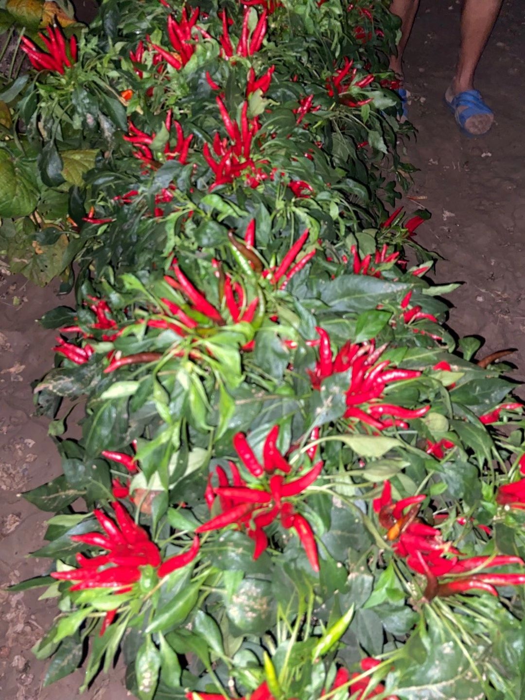 朝地椒一号种子  簇生高辣干鲜两用朝天椒，满江红，早熟