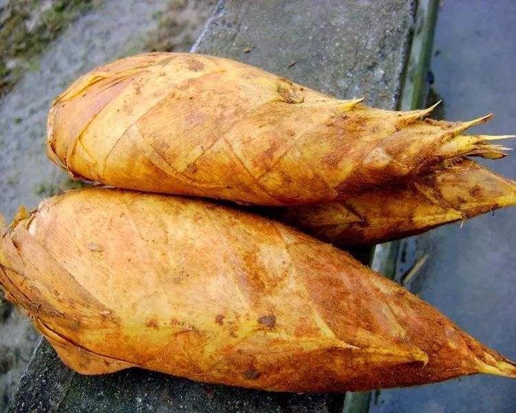  新鲜冬笋，都是现挖现发货！量大需提前预定！