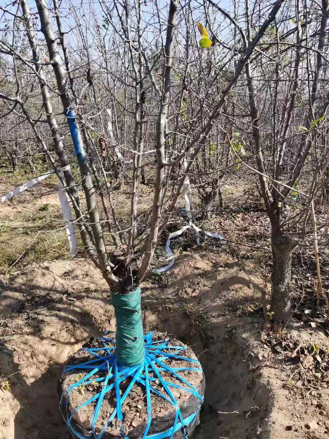 湖北海棠 湖北海棠树苗 基地直销