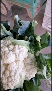 白花菜花  刚刚下来的   量大来盘   颜色鲜亮 自有大型冷库