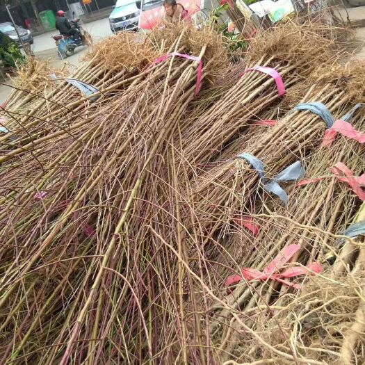 邵东市毛桃苗 桃树苗实生苗包邮死苗无条件补发
