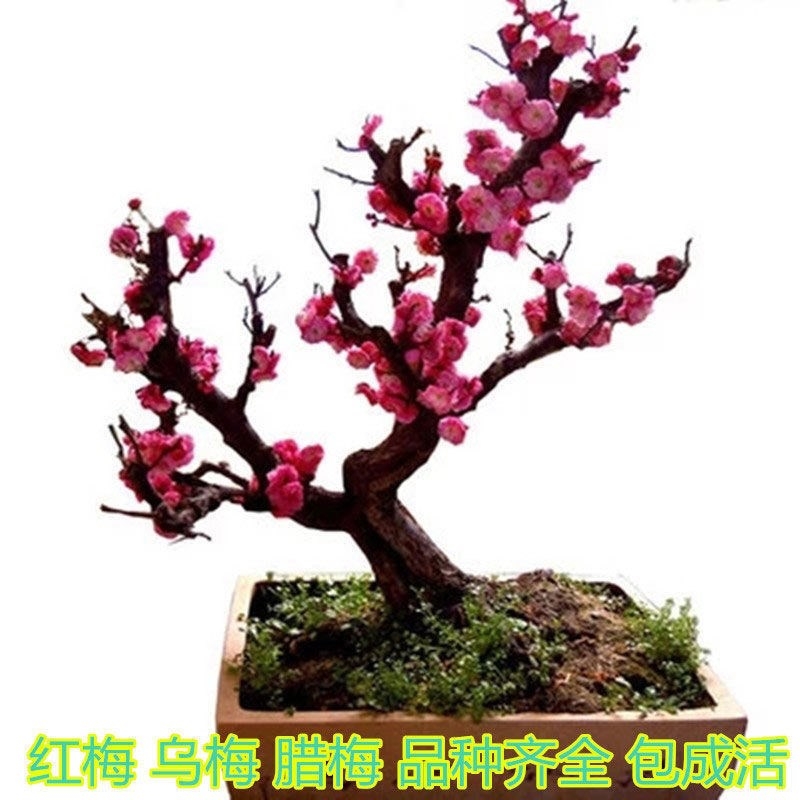 素心腊梅  浓香型腊梅花树苗室内盆栽红梅花苗盆景素心冬季花卉植物庭院耐寒