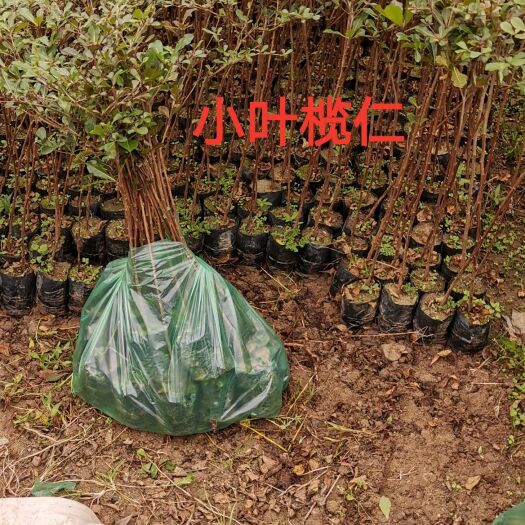 小叶榄仁  榄仁小苗 苗场直发广东，云南，福建