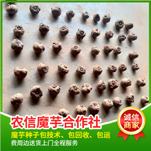 精品二代魔芋种子鸡蛋大小，脱水消毒处理全国包邮，免费提供技术