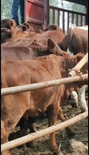 大小利木赞西门塔尔肉牛好品种