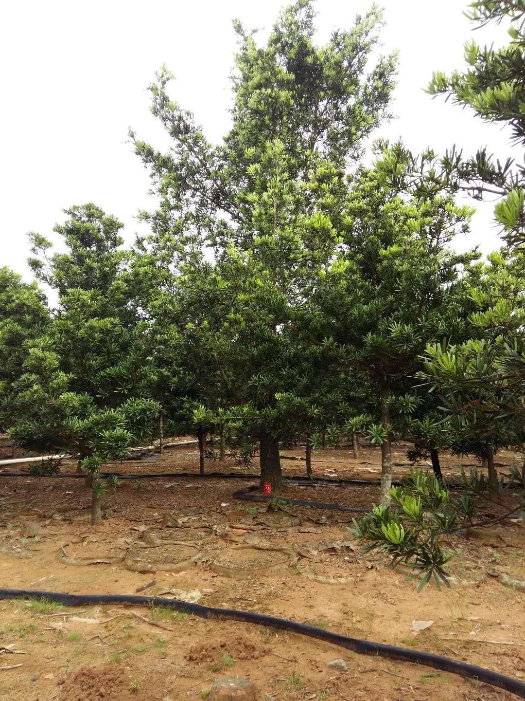 中叶罗汉松  罗汉松超低价批量出售，欲购从速！