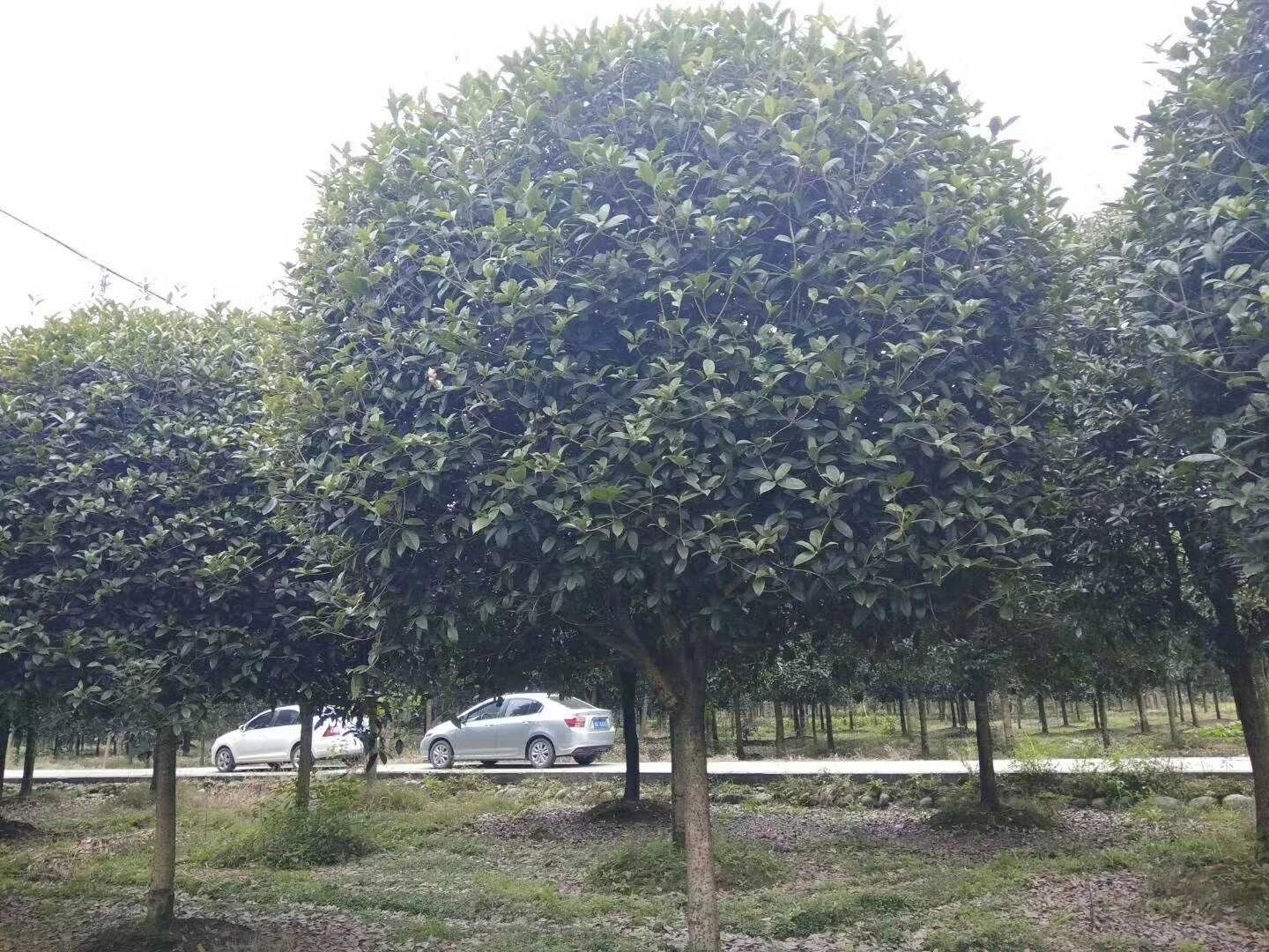 桂花树  桂花5-25公分，高低分枝货源充足