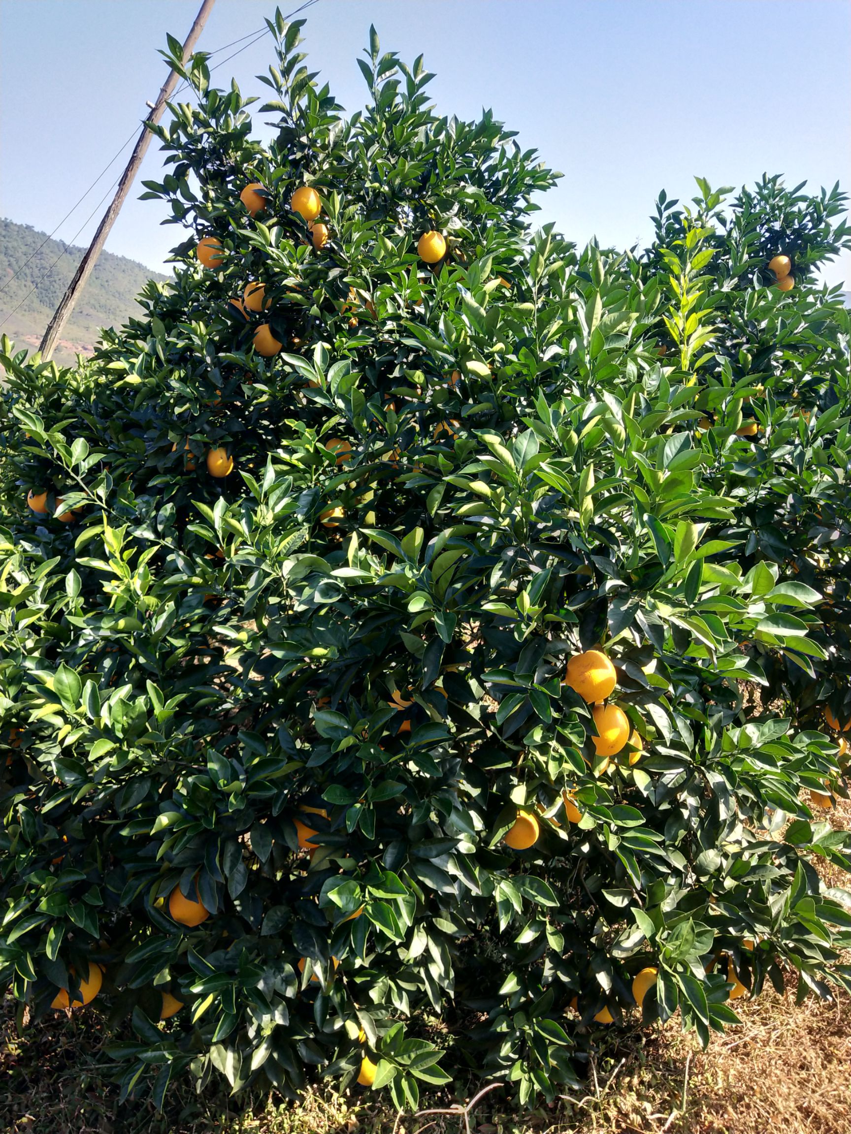 安远脐橙  大量批发，有需要的老板联系