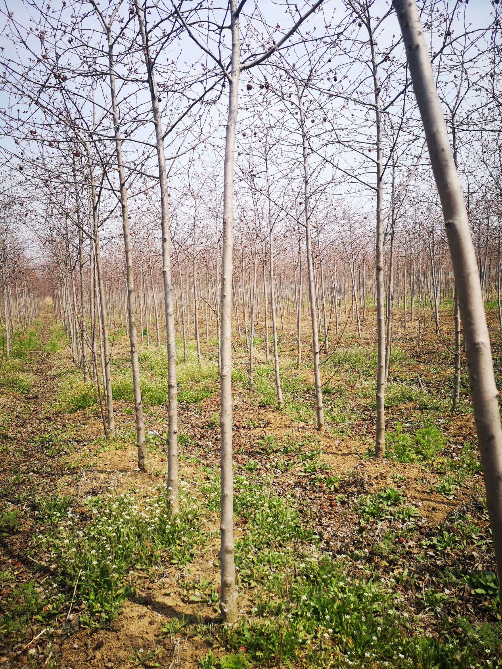 原生冠绚丽海棠 基地直销