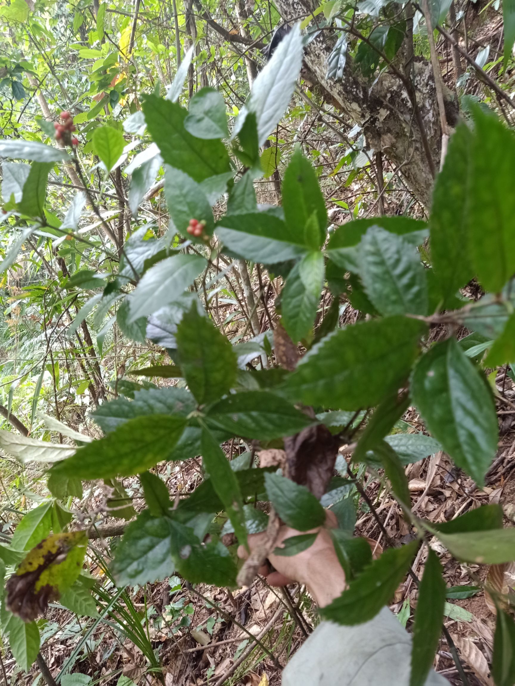  草珊瑚 肿节风 九节茶 全干无硫磺品质保证