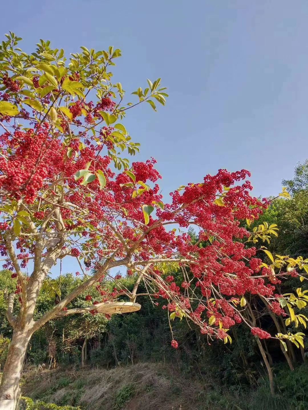 冬青苗  铁，白银香苗 红果冬青