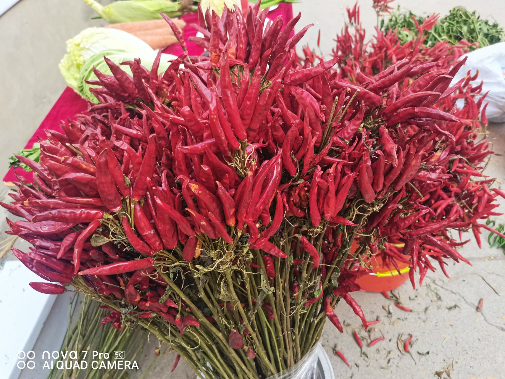 朝地椒一号种子  簇生高辣干鲜两用朝天椒，满江红，早熟