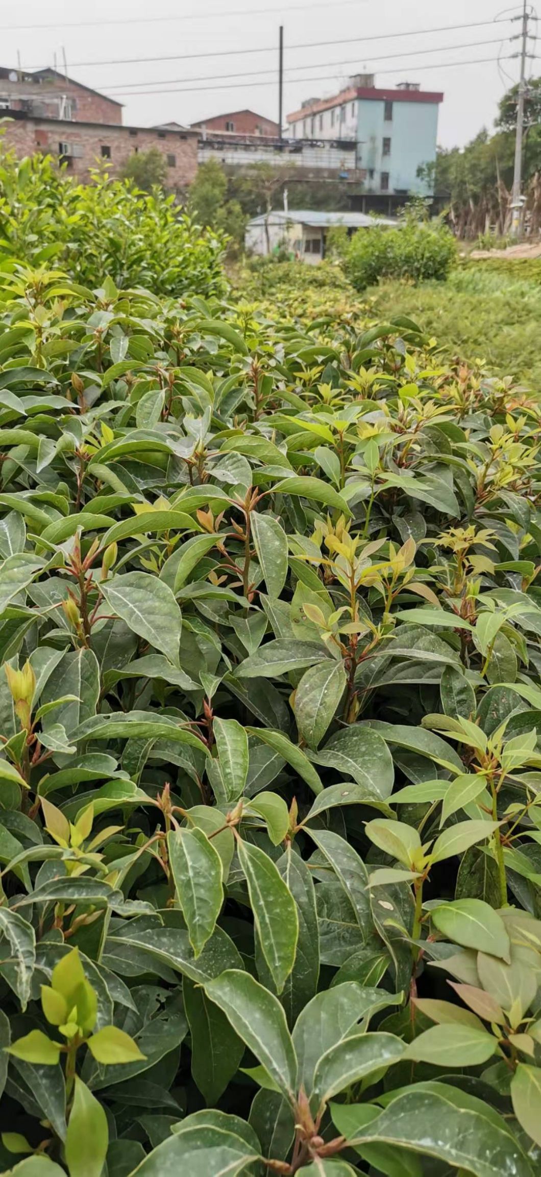  云南 福建 广东 广西 湖南 香樟苗小苗