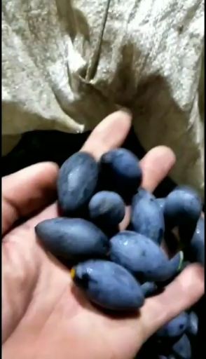 黑榄子