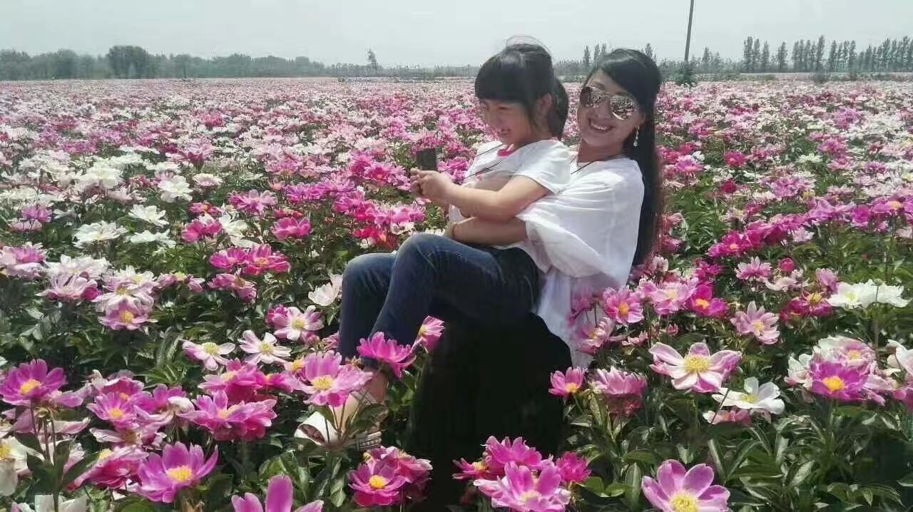 白芍种苗  白芍苗，赤芍苗，白芍芽头，赤芍芽头，芍药