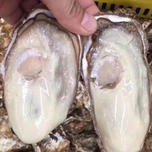 乳山市乳山生蚝，牡蛎，海蛎子，独特的海域肉肥味美，已成为地理标志。