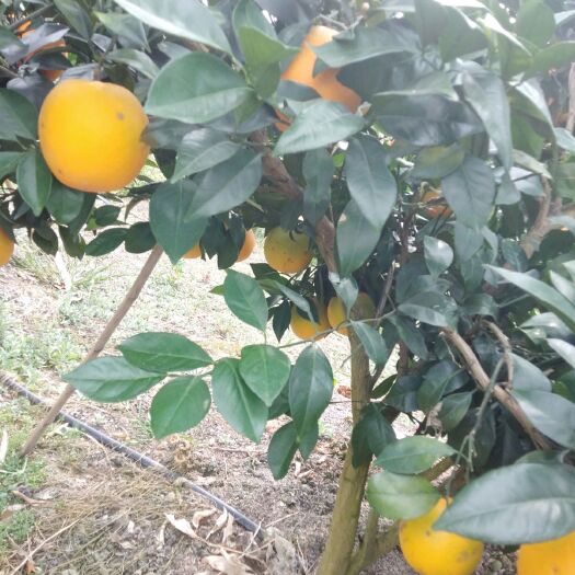 灵川县 脐橙大量有货有意向的老板来收货