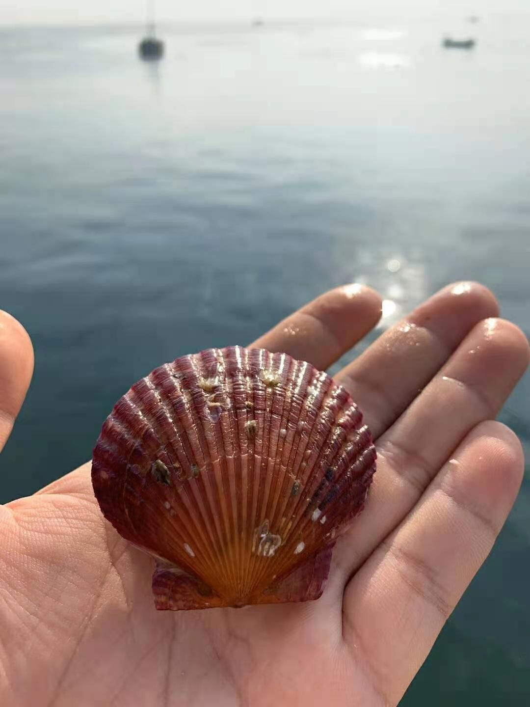 干净港湾贝  山东红贝扇贝冷链运输