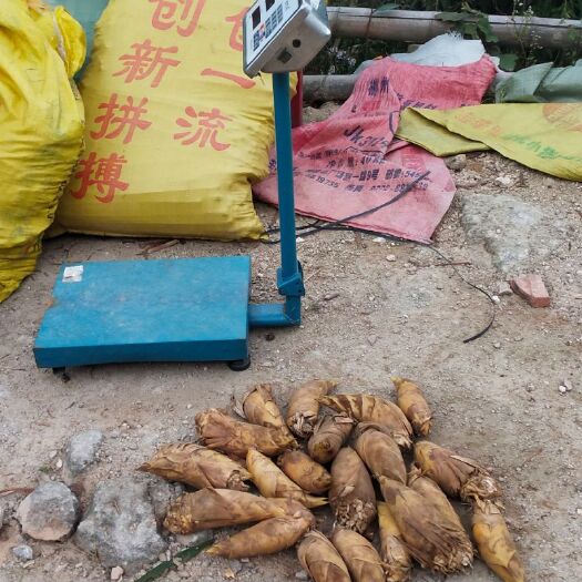 融水县 广西柳州优质冬笋，量大！