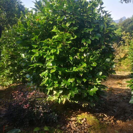 重庆市茶花 140cm以上 