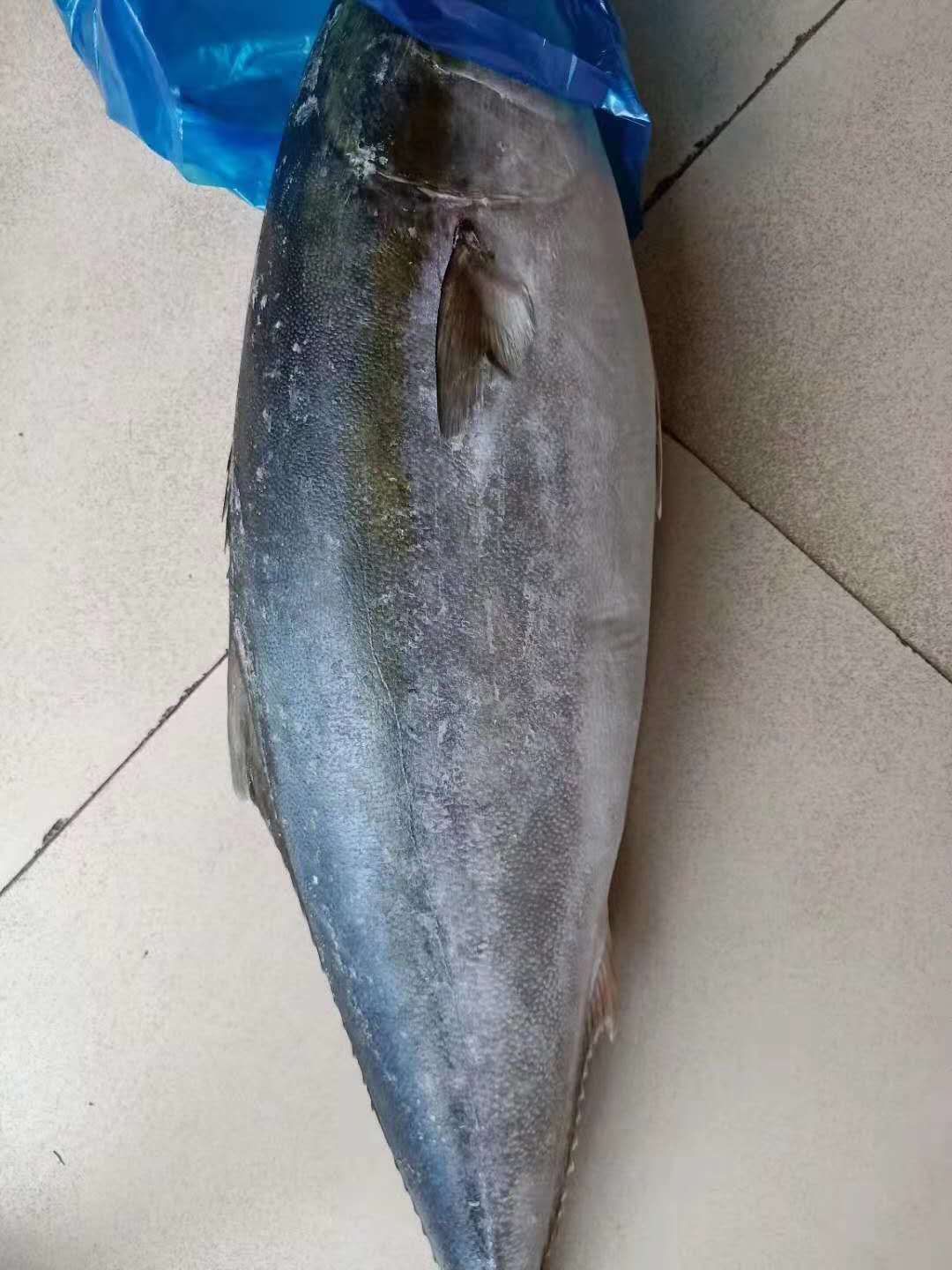 黄金鲅鱼4.5元-5.5元大量批发