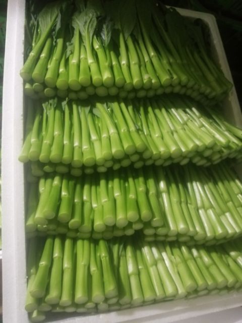 陆良县 菜心