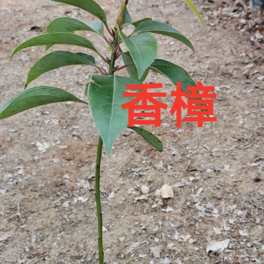 广州樟树苗  香樟苗 广东基地直发苗广东，云南，福建