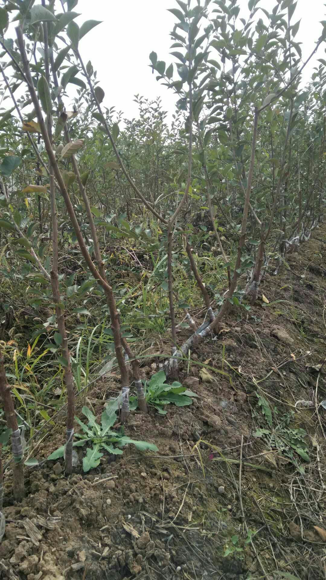 吉塞拉樱桃苗 吉塞拉六号樱桃苗，二年生苗美早，萨米托，俄八，芽苗奇早鲁樱3