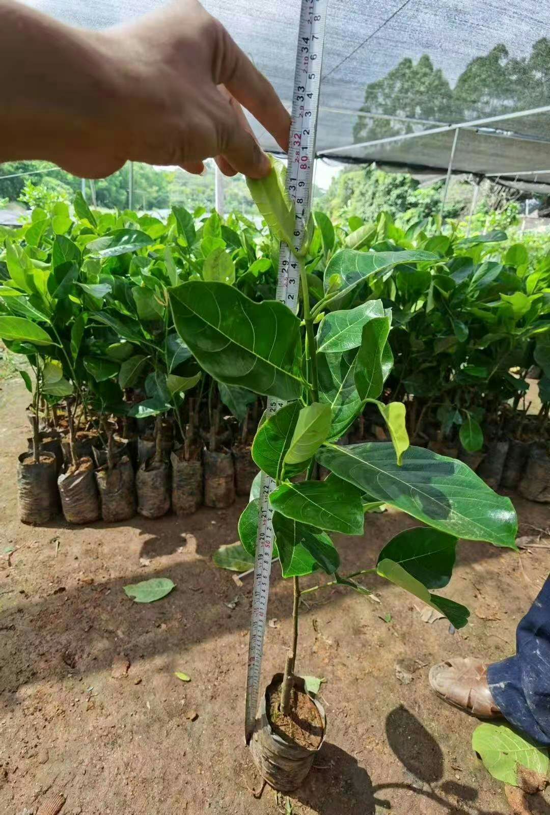  马来西亚一号菠萝苗