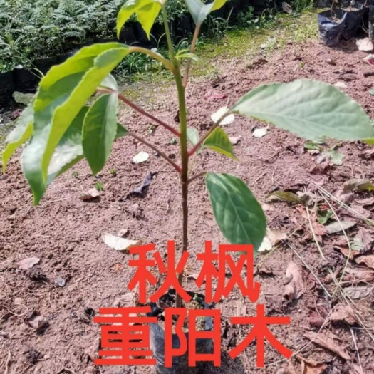 广州 秋枫，重阳木