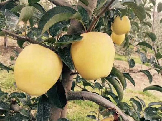 昆明苹果接穗  其果实果形端正，果面光洁，风味浓郁，具独特香气，品质佳，品质