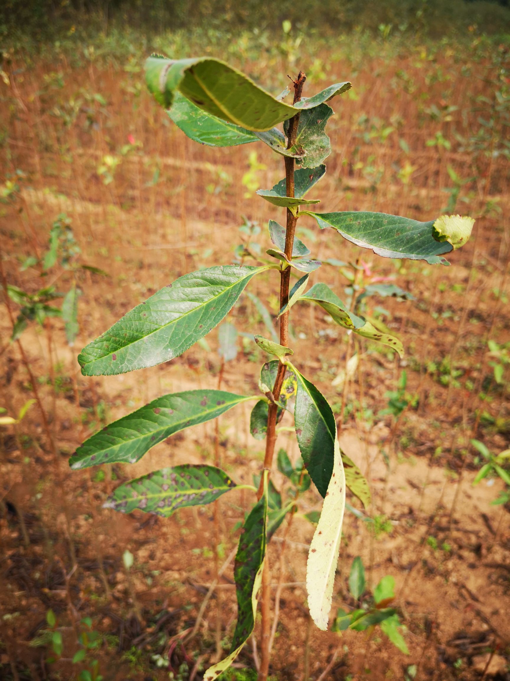 木瓜苗 木瓜海棠 皱皮木瓜苗