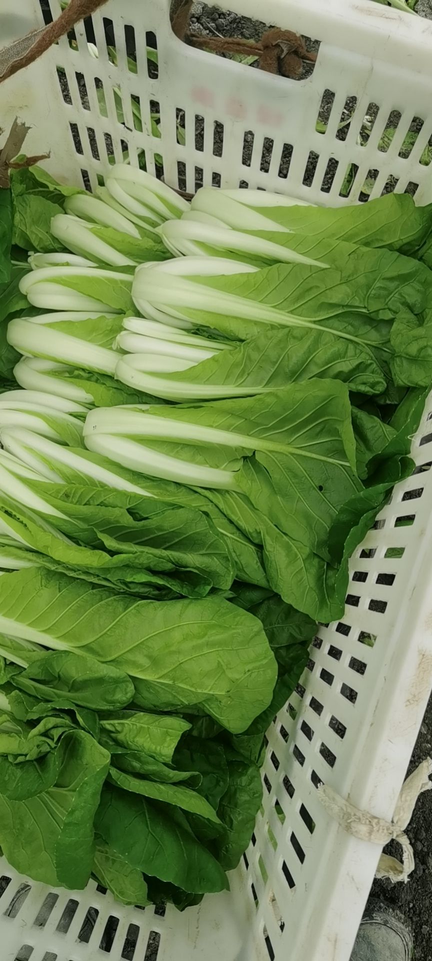 欣皇小白菜  精品小白菜