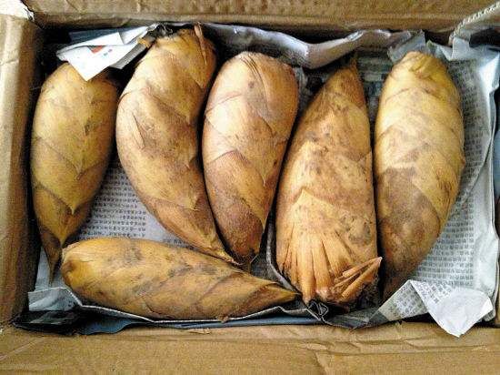  新鲜冬笋，都是现挖现发货！量大需提前预定！