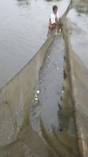 鲤鱼苗  大量出售，草鱼，鲤鱼，鲤鱼，各种名贵鱼苗。。。。