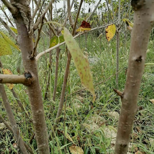 大荔县俄罗斯8号樱桃苗 