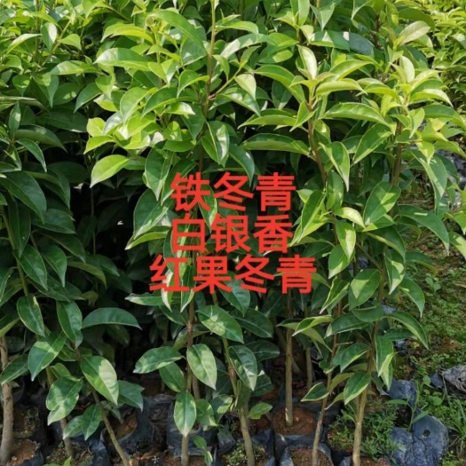 广州 红果冬青 铁冬青 白银香