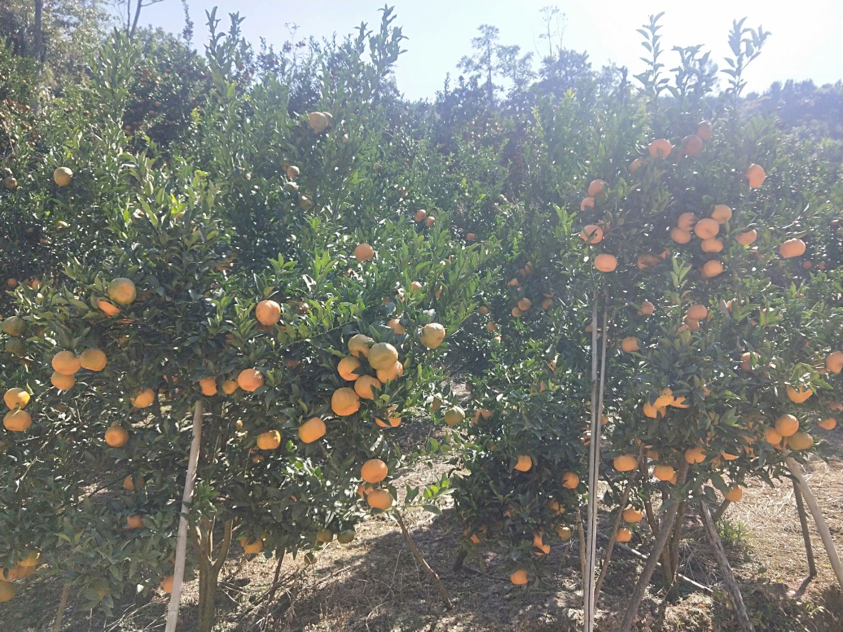 椪柑  碰柑 大量上市 欢迎骚扰