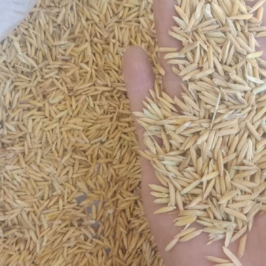 衡南县籼稻谷 象牙粘(重金属镉0.3左右，水分适中)