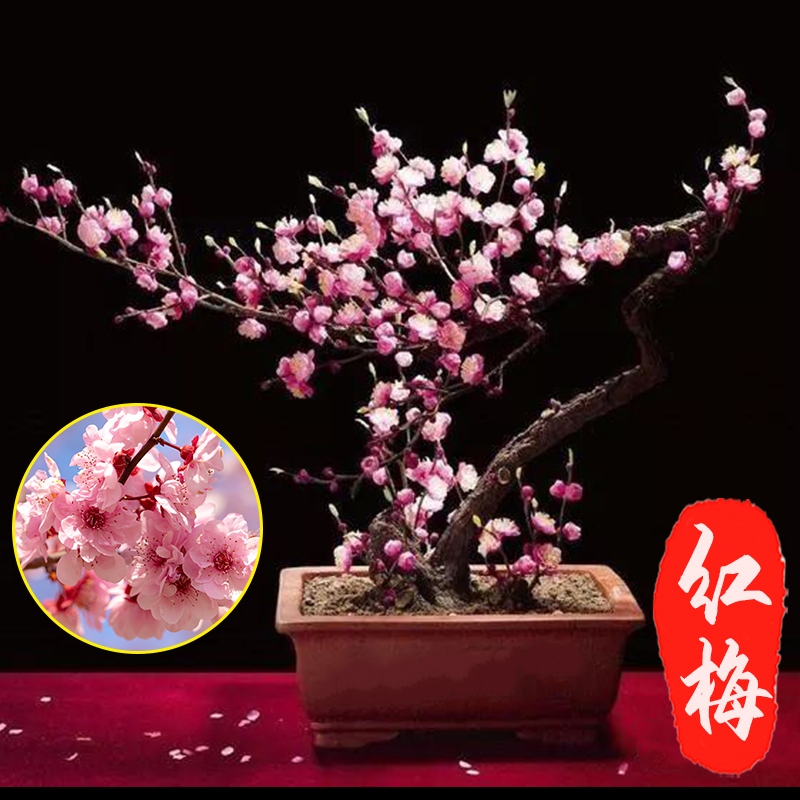 素心腊梅  浓香型腊梅花树苗室内盆栽红梅花苗盆景素心冬季花卉植物庭院耐寒