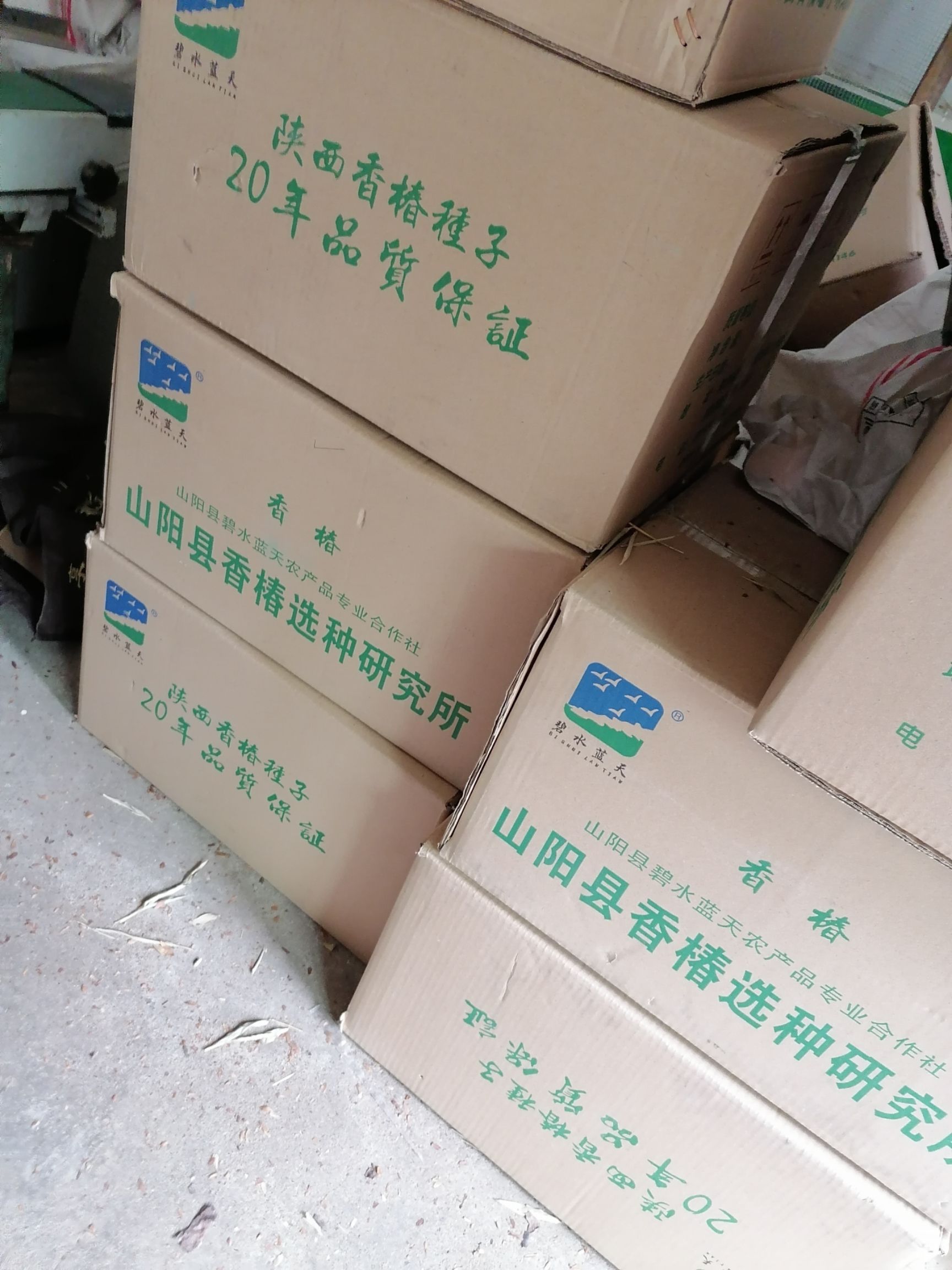 红香椿种子，红油香椿种子，红香椿种子，产地直销，自产自销