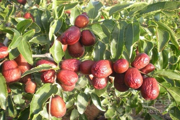 骏枣苗  河南基地大量出售骏枣树苗量大从优品质保证