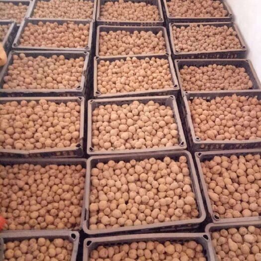 富源县魔芋种子  新鲜一代，二代10g–200
g之间，大量出售。