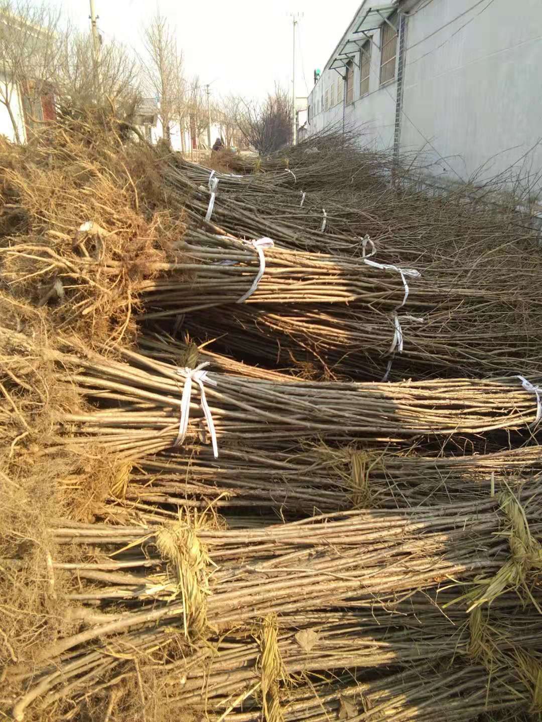 流苏树  流苏苗