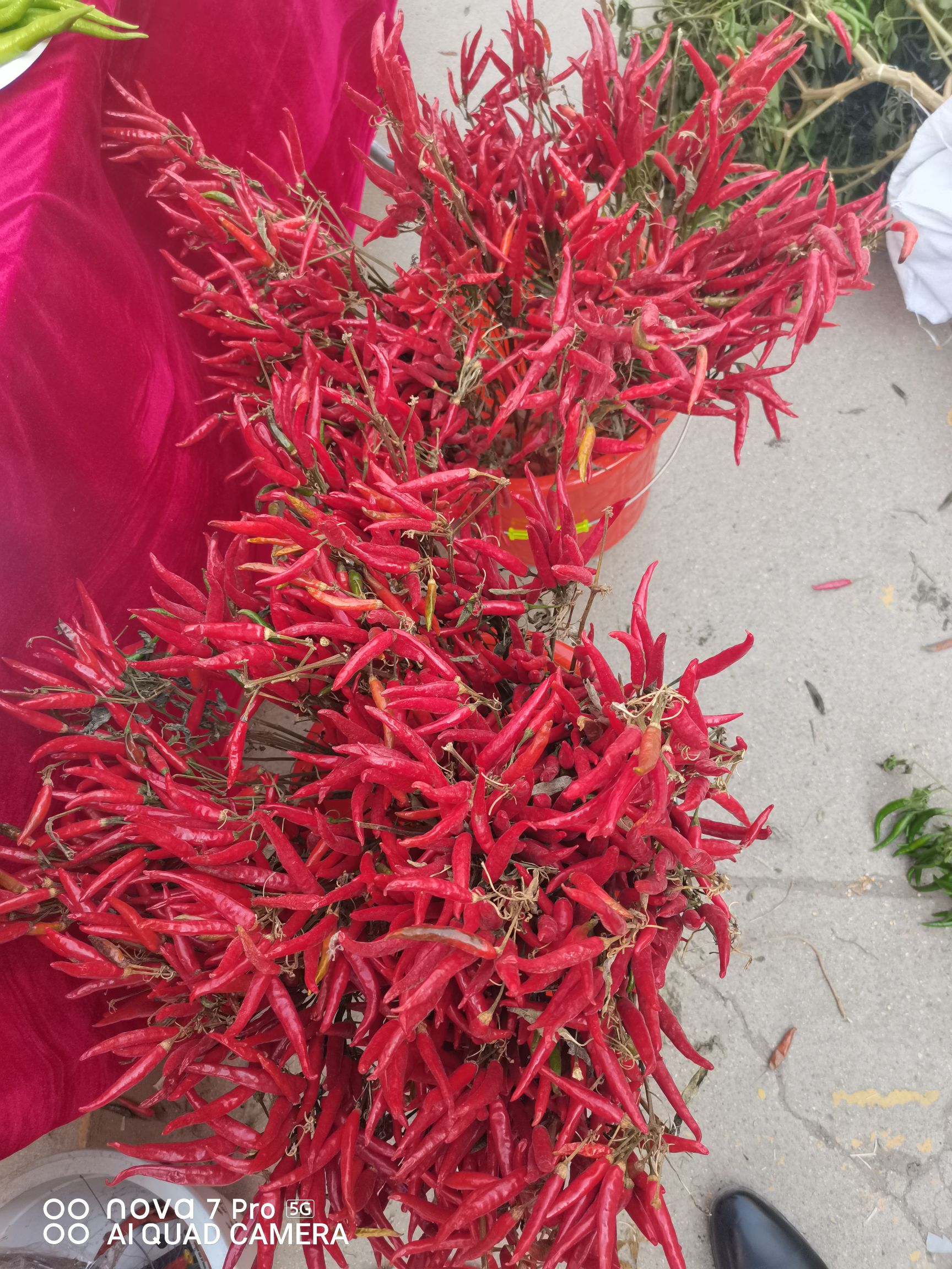 朝地椒一号种子  簇生高辣干鲜两用朝天椒，满江红，早熟