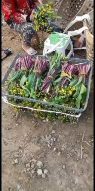 威远县本地红油菜大量上市了，